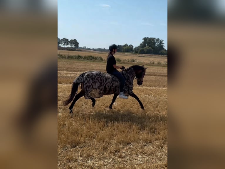 Cruzado Ruin 8 Jaar 146 cm Buckskin in Badbergen