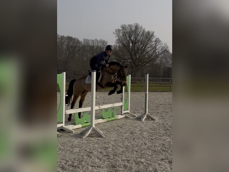 Cruzado Ruin 8 Jaar 146 cm Buckskin in Badbergen