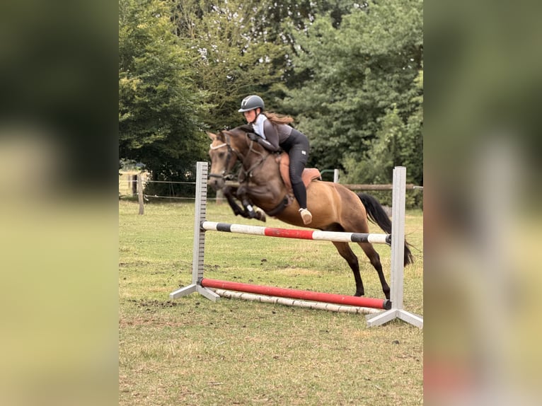 Cruzado Ruin 8 Jaar 146 cm Buckskin in Badbergen
