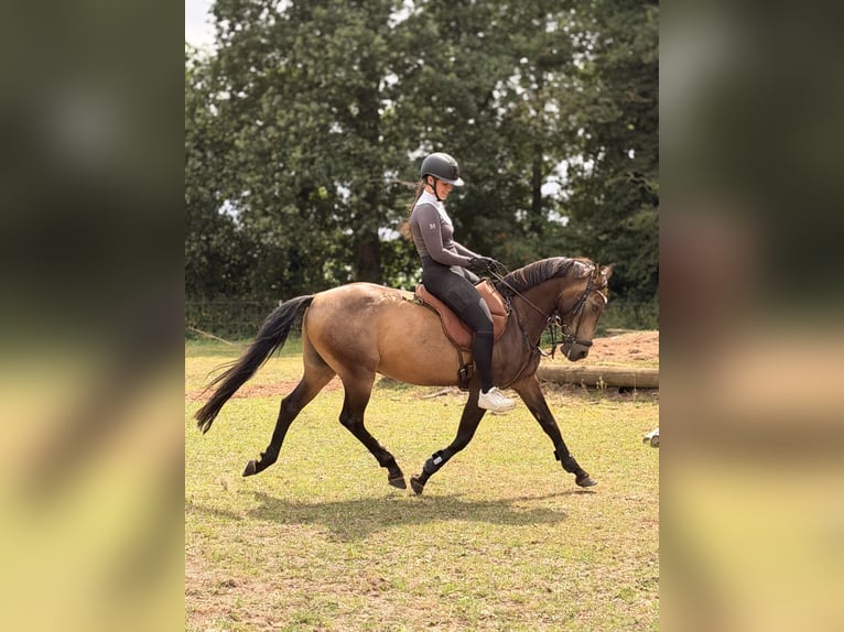 Cruzado Ruin 8 Jaar 146 cm Buckskin in Badbergen
