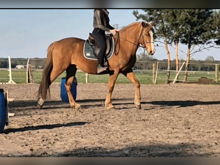 Cruzado Ruin 8 Jaar 155 cm Vos in Rostock