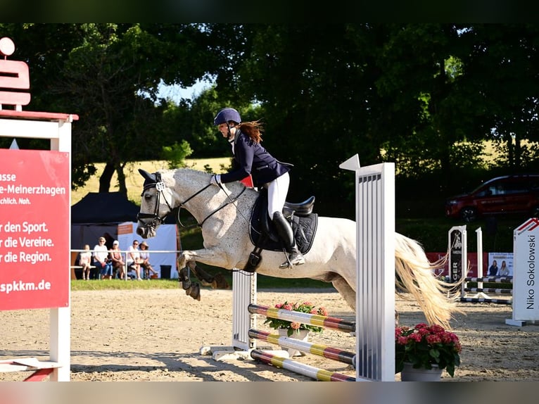 Cruzado Ruin 8 Jaar 156 cm Schimmel in Halver