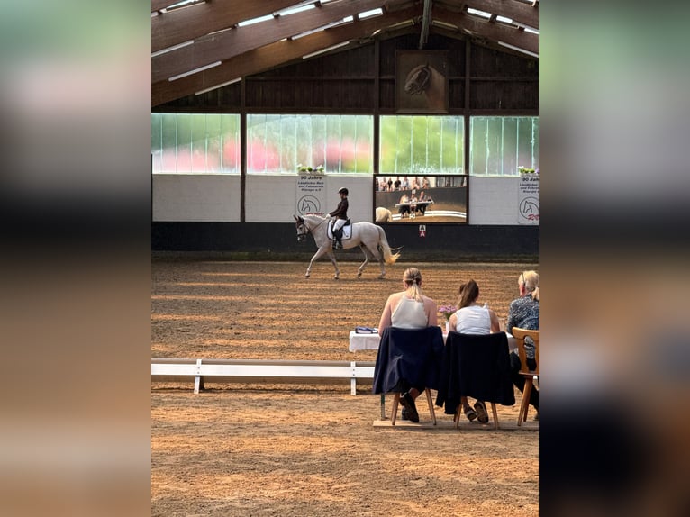 Cruzado Ruin 8 Jaar 156 cm Schimmel in Halver