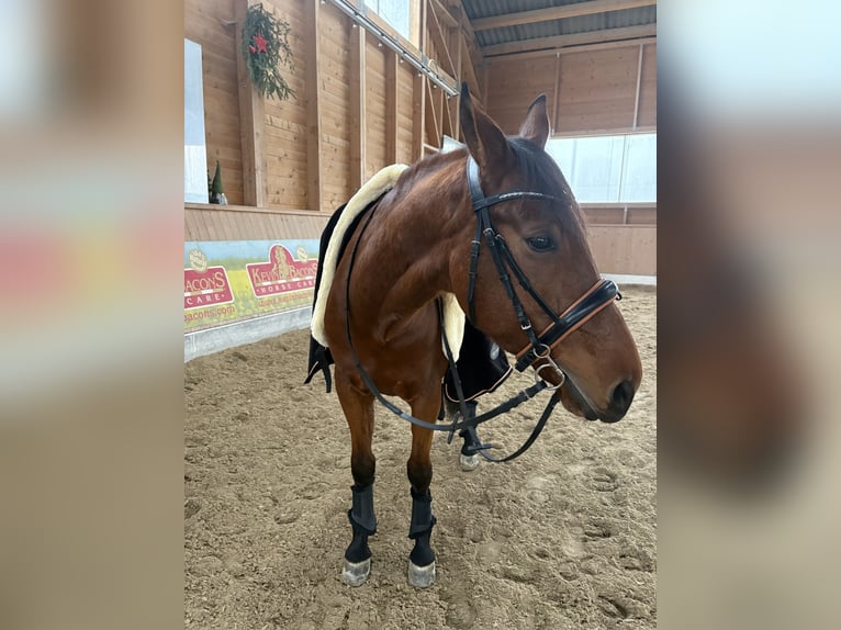 Cruzado Mix Ruin 8 Jaar 160 cm Bruin in Obing