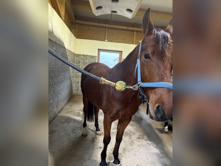 Cruzado Mix Ruin 8 Jaar 160 cm Bruin in Obing