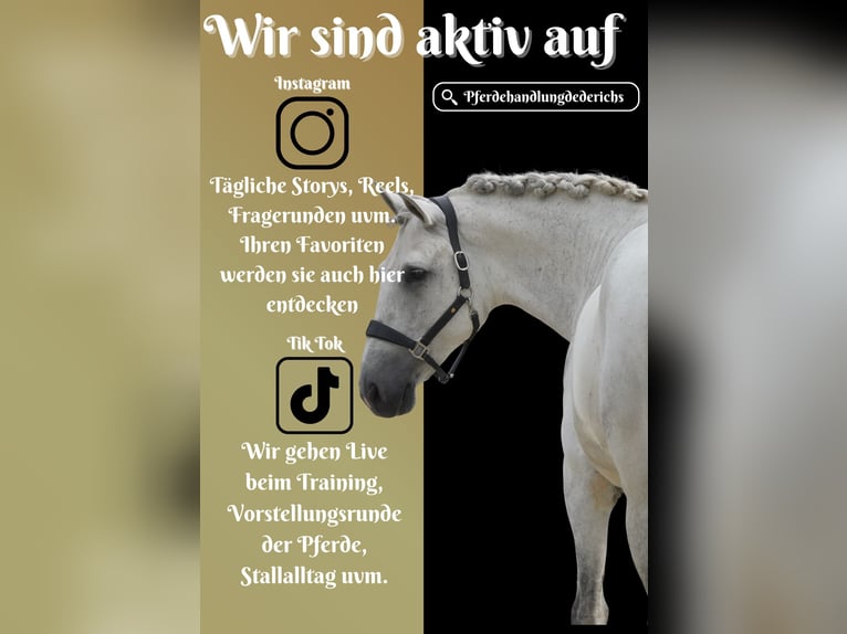 Cruzado Ruin 8 Jaar 162 cm Schimmel in Nettersheim