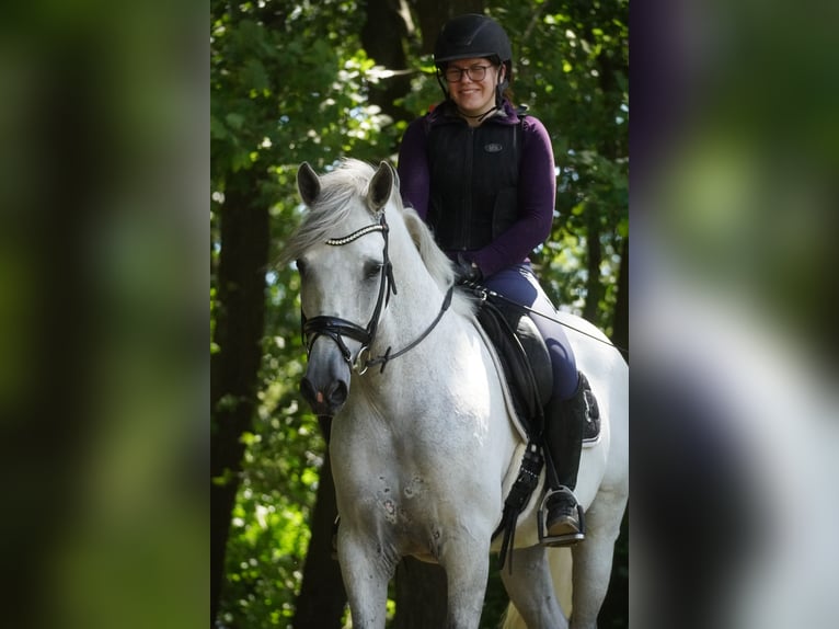 Cruzado Ruin 8 Jaar 162 cm Schimmel in Nettersheim