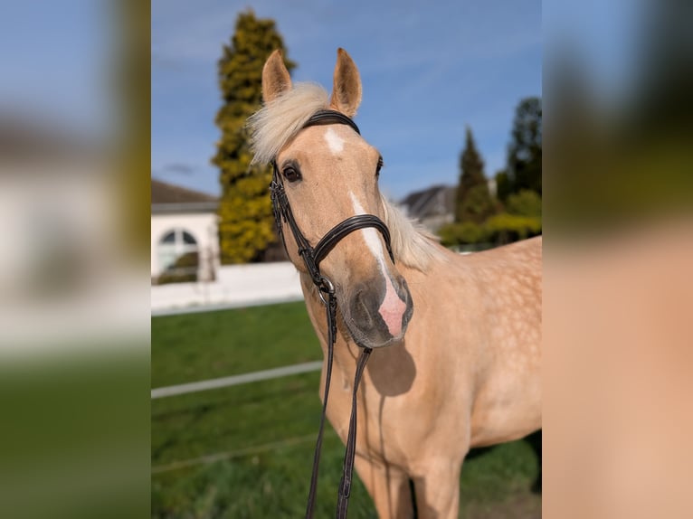 Cruzado Ruin 8 Jaar 165 cm Palomino in Rommerskirchen