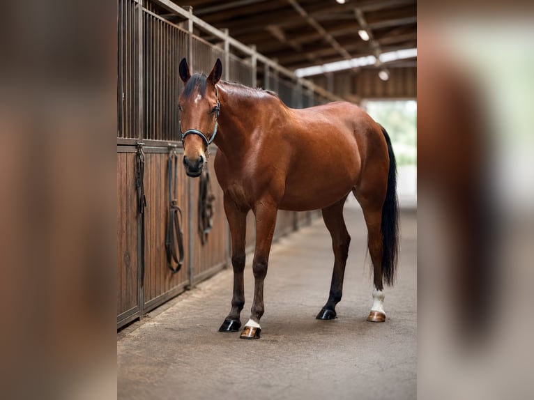 Cruzado Ruin 8 Jaar 173 cm Bruin in Alt Bennebek