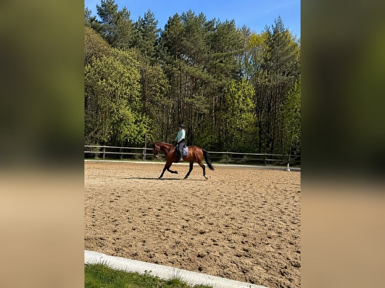 Cruzado Ruin 8 Jaar 173 cm Bruin in Alt Bennebek