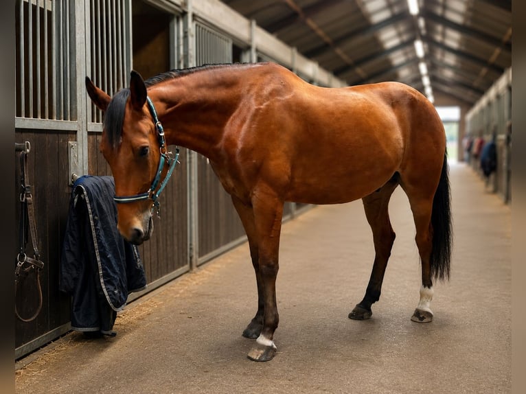 Cruzado Ruin 8 Jaar 173 cm Bruin in Alt Bennebek