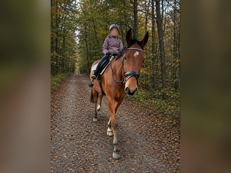 Cruzado Ruin 8 Jaar 173 cm Bruin in Alt Bennebek