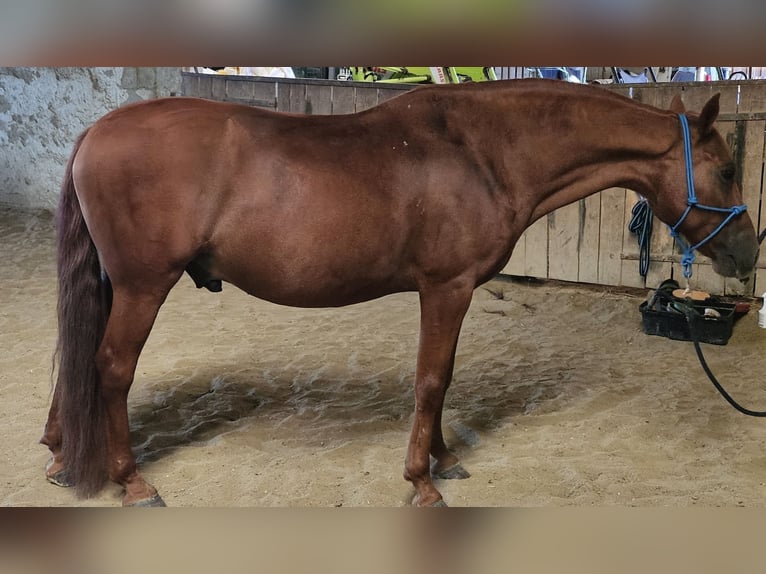 Cruzado Ruin 9 Jaar 146 cm Vos in Reisbach