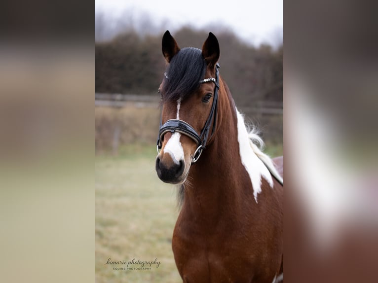 Cruzado Ruin 9 Jaar 152 cm Gevlekt-paard in Babenhausen