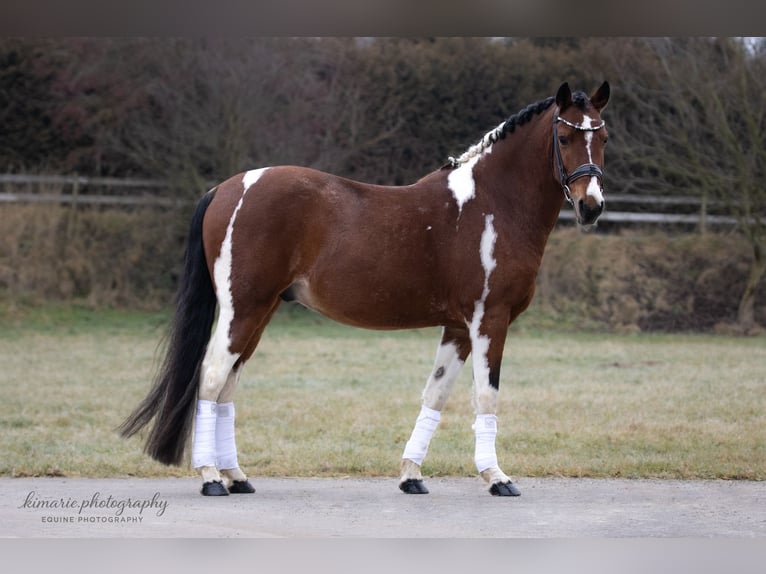 Cruzado Ruin 9 Jaar 152 cm Gevlekt-paard in Babenhausen