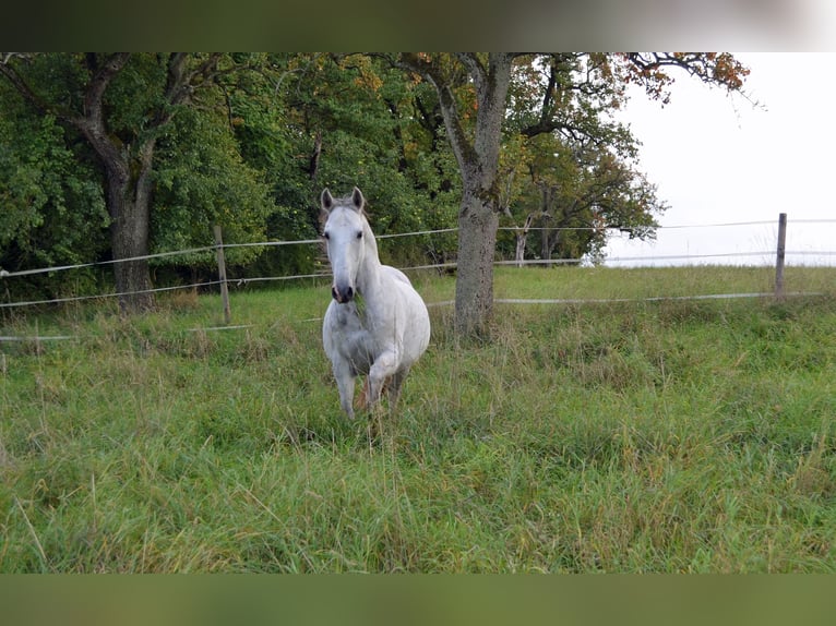 Cruzado Ruin 9 Jaar 152 cm Schimmel in Bad Wimpfen