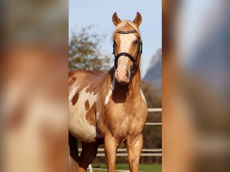Cruzado Ruin 9 Jaar 155 cm Overo-alle-kleuren in Kirchbichl