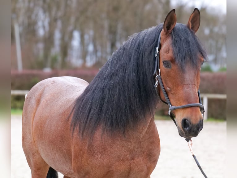 Cruzado Ruin 9 Jaar 155 cm Roan-Red in Neustadt (Wied)