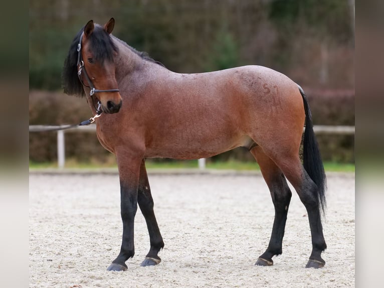 Cruzado Ruin 9 Jaar 155 cm Roan-Red in Neustadt (Wied)