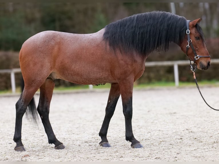 Cruzado Ruin 9 Jaar 155 cm Roan-Red in Neustadt (Wied)