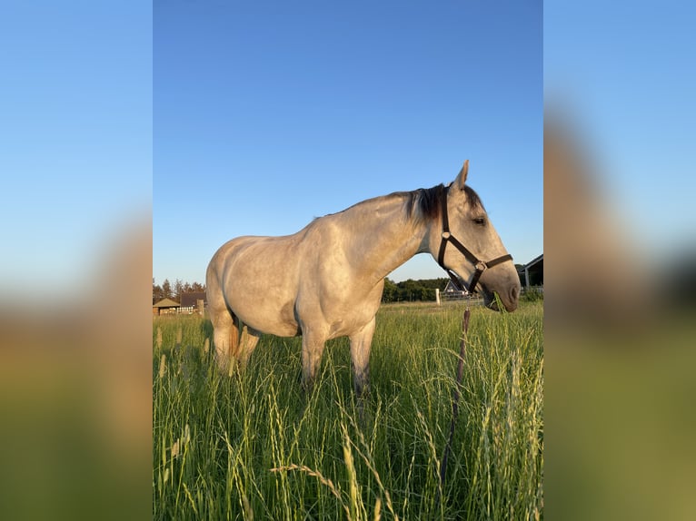Cruzado Ruin 9 Jaar 160 cm  in Midwolda