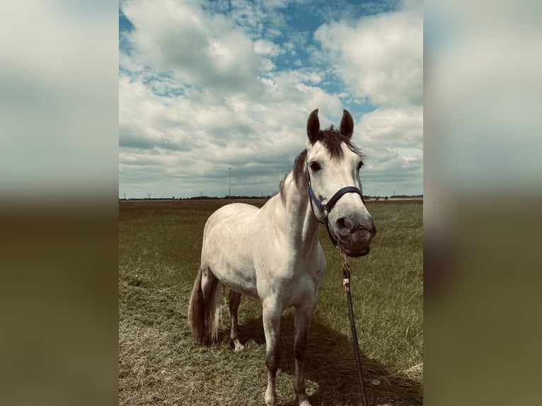 Cruzado Ruin 9 Jaar 160 cm  in Midwolda