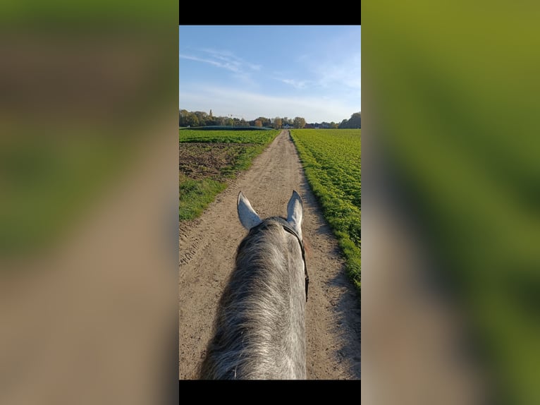 Cruzado Ruin 9 Jaar 163 cm Vliegenschimmel in Putte