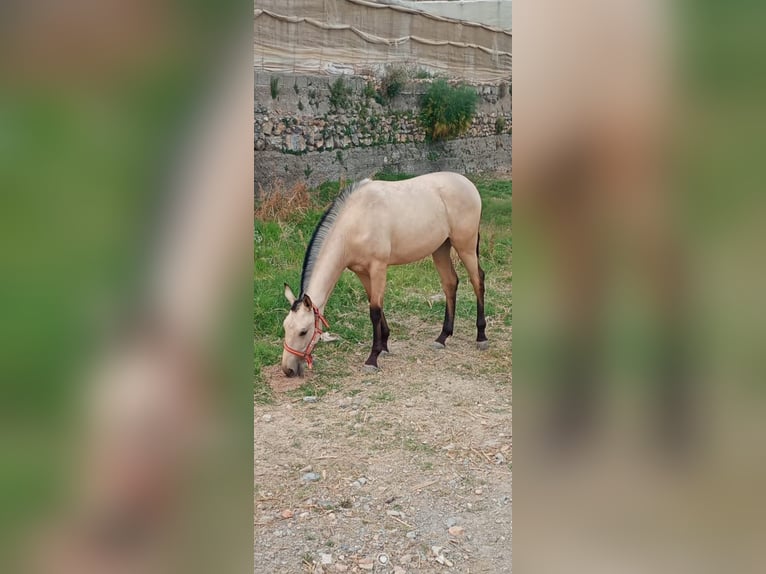 Cruzado Ruin Veulen (01/2026)  in Lobres