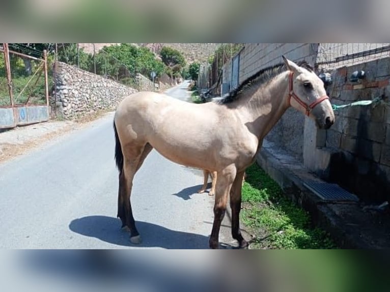 Cruzado Ruin Veulen (01/2026)  in Lobres
