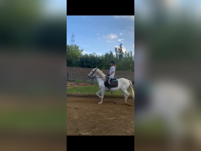 Cruzado Semental 10 años 153 cm Tordo in Ciudad Real