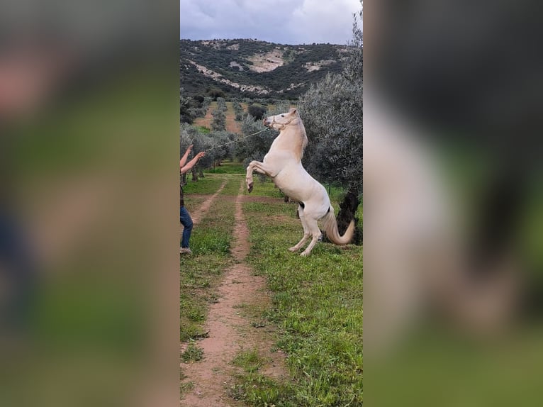 Cruzado Semental 11 años 153 cm Tordo in Ciudad Real