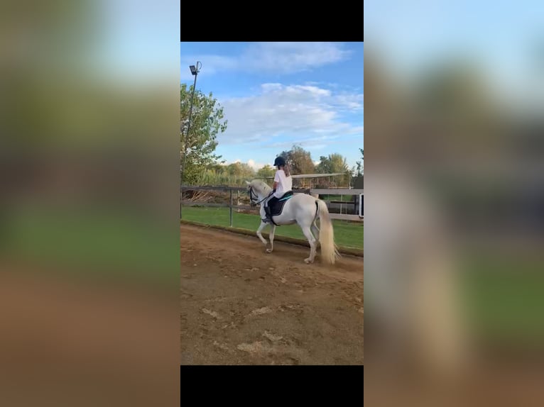 Cruzado Semental 11 años 153 cm Tordo in Ciudad Real