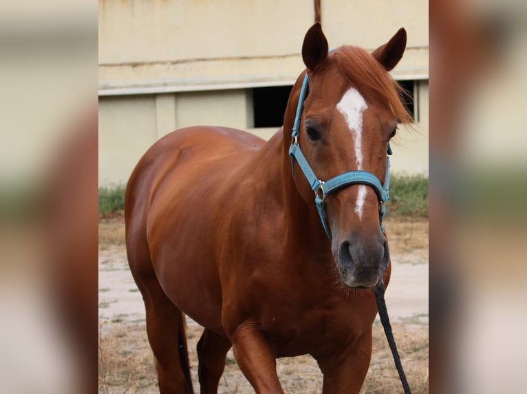 Cruzado Semental 12 años 158 cm Alazán in Tomar