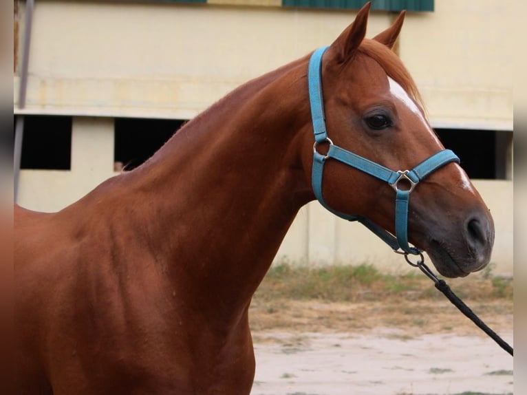 Cruzado Semental 12 años 158 cm Alazán in Tomar