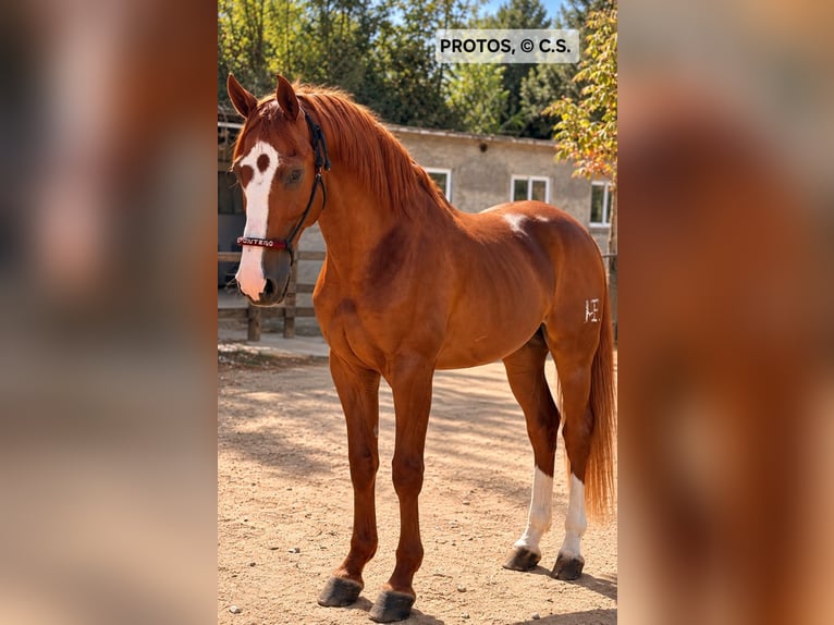 Cruzado Semental 15 años 166 cm Alazán in Vejer de la Frontera