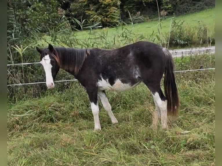 Cruzado Semental 1 año 155 cm Overo-todas las-capas in Sch&#xF6;llkrippen