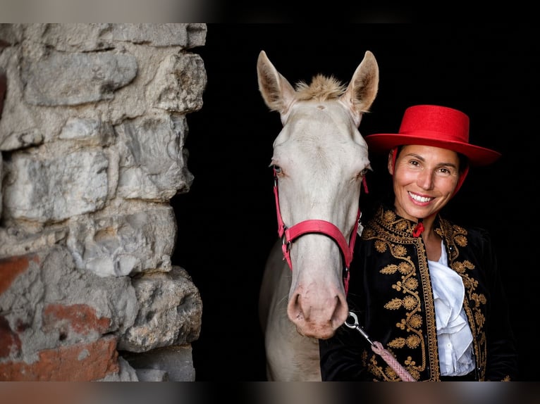 Cruzado Semental 1 año Cremello in Gierałtowice
