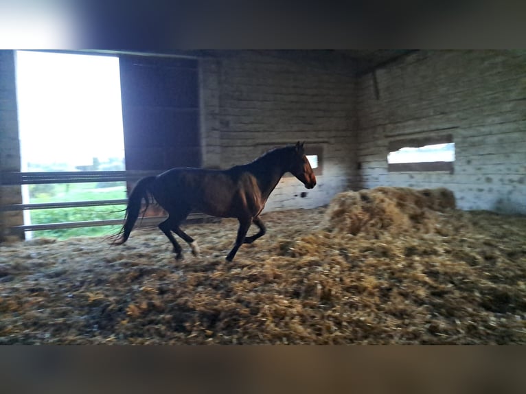 Cruzado Semental 3 años 155 cm  in Almonte