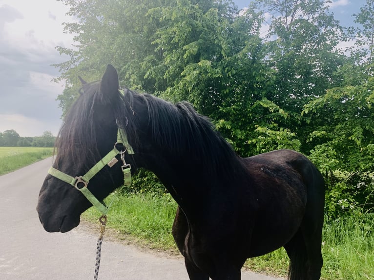 Cruzado Semental 3 años 155 cm Negro in Janneby