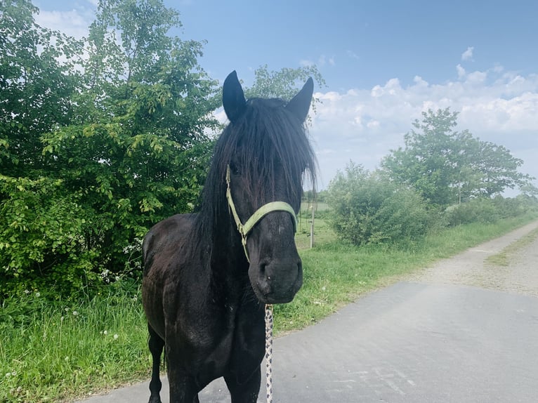 Cruzado Semental 3 años 155 cm Negro in Janneby
