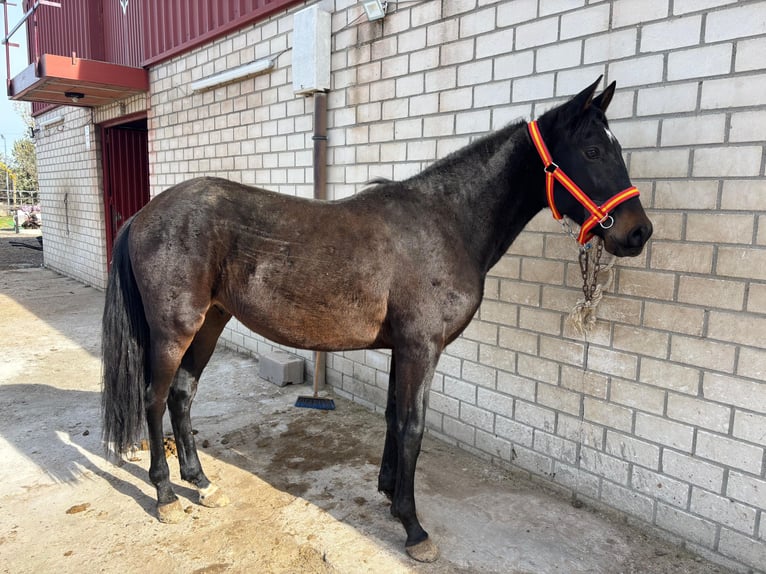 Cruzado Mestizo Semental 3 años 160 cm Castaño oscuro in Mostoles