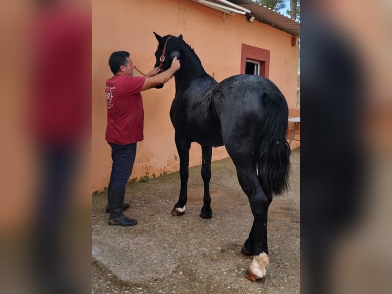 Cruzado Semental 4 años 157 cm Negro in Pedralba