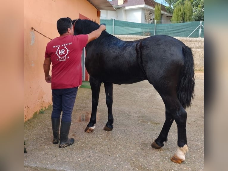 Cruzado Semental 4 años 157 cm Negro in Pedralba