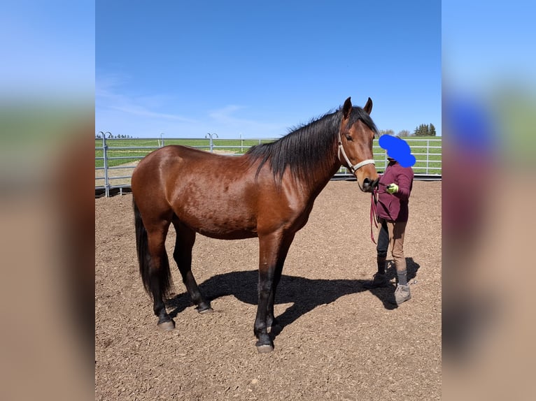 Cruzado Mestizo Semental 4 años 162 cm Castaño in Obergünzburg