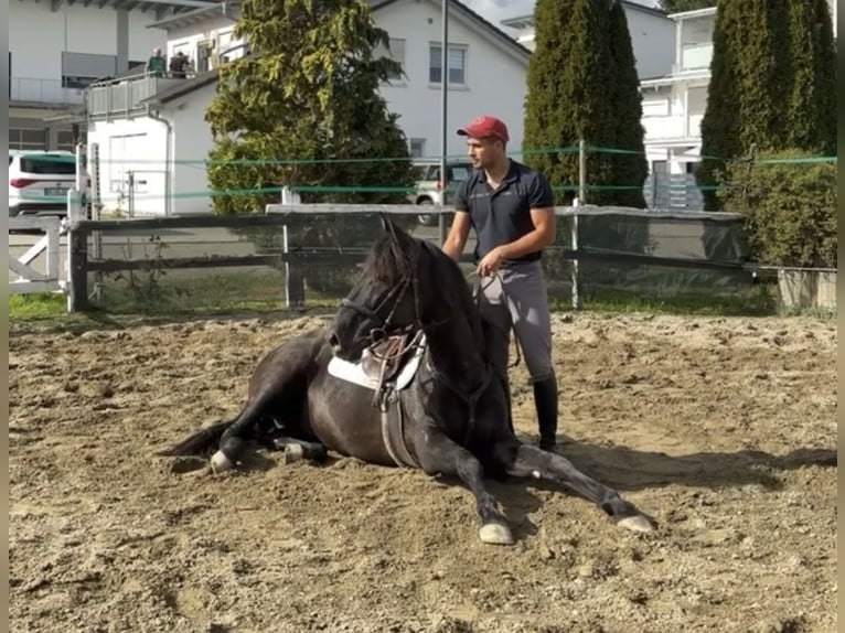 Cruzado Semental 4 años 164 cm Negro in Achstetten