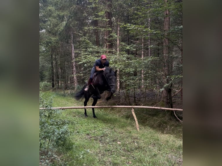 Cruzado Semental 4 años 164 cm Negro in Achstetten