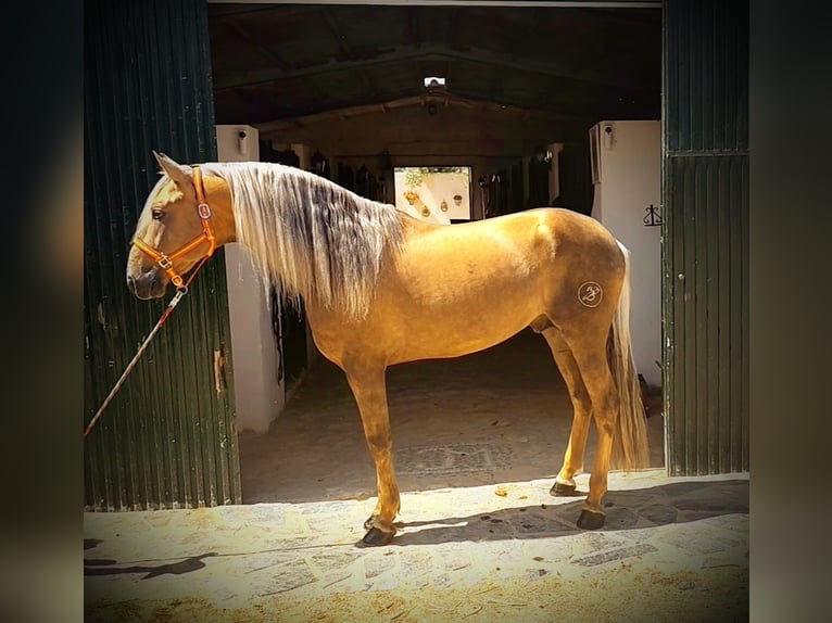 Cruzado Mestizo Semental 5 años 165 cm Perla in Bovalar (Urbanizacion)Polop
