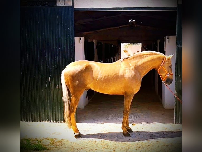 Cruzado Mestizo Semental 5 años 165 cm Perla in Bovalar (Urbanizacion)Polop