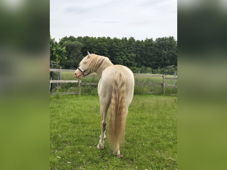 Cruzado Semental 7 años 160 cm Cremello in Hagenow