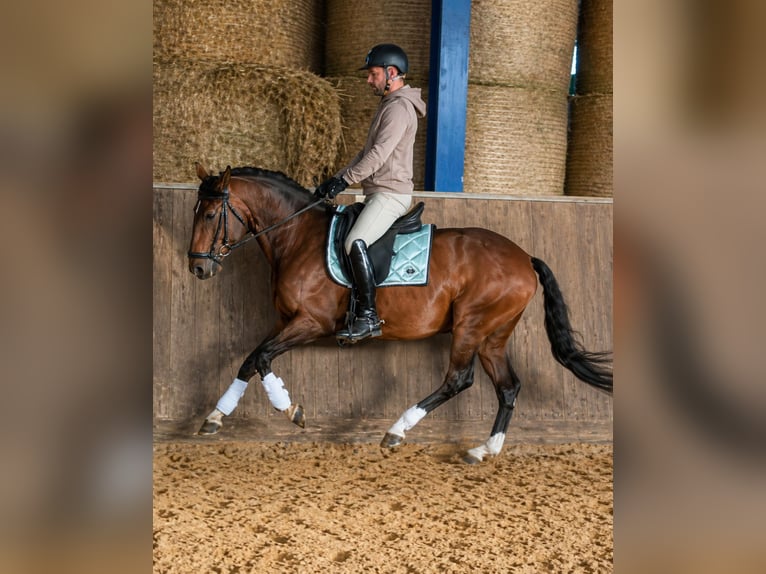 Cruzado Mestizo Semental 8 años 152 cm Morcillo in Bexbach